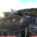 20_00-nest.jpg