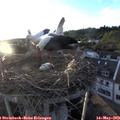 20_05-nest.jpg
