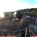 20_10-nest.jpg