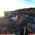 20_20-nest.jpg