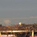 20_25-mast.jpg