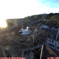 20_25-nest.jpg