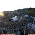 20_30-nest.jpg