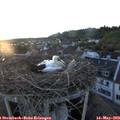 20_35-nest.jpg