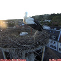 20_40-nest.jpg