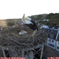 20_45-nest.jpg