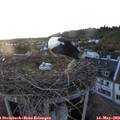 20_50-nest.jpg
