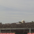 05_50-mast.jpg