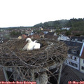 05_50-nest.jpg
