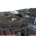 06_05-nest.jpg