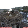 06_10-nest.jpg