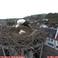 06_15-nest.jpg