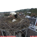 06_20-nest.jpg