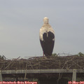 06_35-mast.jpg