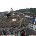 06_35-nest.jpg