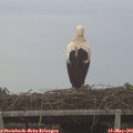 06_40-mast.jpg