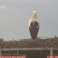06_45-mast.jpg