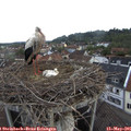 06_45-nest.jpg