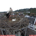 06_50-nest.jpg