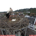 06_55-nest.jpg