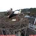 07_00-nest.jpg