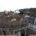 07_05-nest.jpg