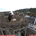 07_20-nest.jpg