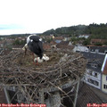 07_30-nest.jpg
