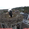 07_35-nest.jpg