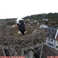 07_40-nest.jpg