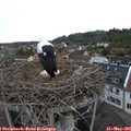 07_45-nest.jpg