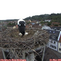 07_55-nest.jpg