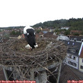 08_00-nest.jpg
