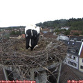 08_10-nest.jpg