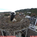 08_20-nest.jpg