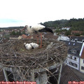 08_25-nest.jpg