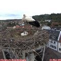 08_30-nest.jpg