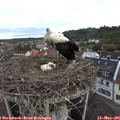 08_35-nest.jpg