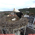 08_40-nest.jpg