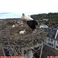 08_50-nest.jpg