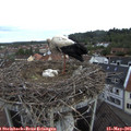 08_55-nest.jpg
