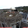 09_00-nest.jpg