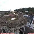 09_05-nest.jpg