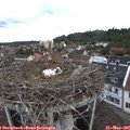 09_10-nest.jpg