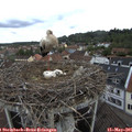 09_15-nest.jpg