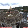 09_20-nest.jpg