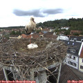 09_25-nest.jpg