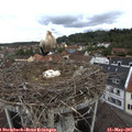 09_30-nest.jpg