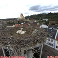 09_35-nest.jpg
