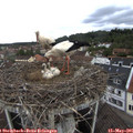 09_40-nest.jpg